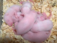 ratas baby´s 